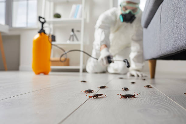 Affordable Termite Control solutions in Cheverly, MD